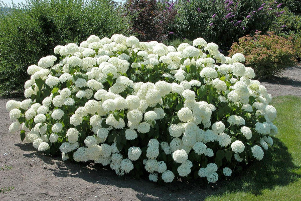 Hortenzia 'Annabelle'