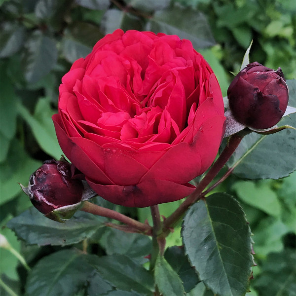 Piano piros tearózsa konténeres