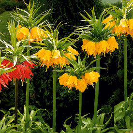 Császárkorona "Lutea" (1)