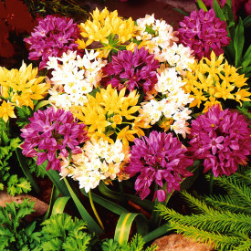 Törpe díszhagyma keverék (25)