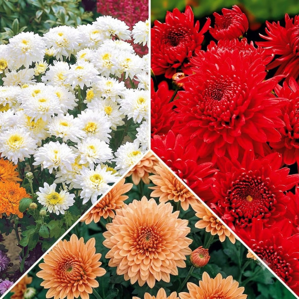 3 kerti krizantém összeállítás