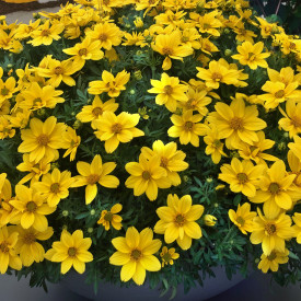 Nagyvirágú balkon aranya (3)