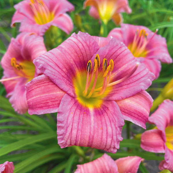 Sásliliom rózsaszín (3)