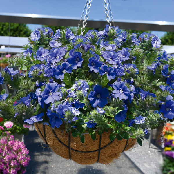 Kék Mauritius + függőkaspó