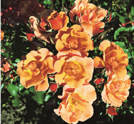 Cubana talajtakaró rózsa