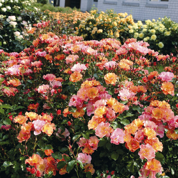 Talajtakaró Jazz rózsa (3)