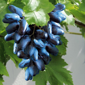 Suvenir kék datolyaszőlő