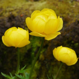 Zergeboglár Goldkönigin (3)