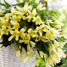 Begonia Beauvilia® sárga (1)
