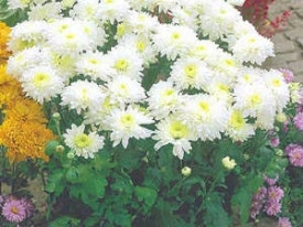 Korai krizantém Gerrie Hoek: fehér