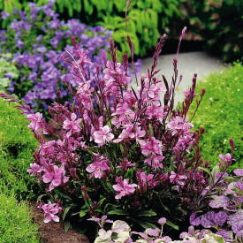 Pillangóvirág rózsaszín, nagy méret