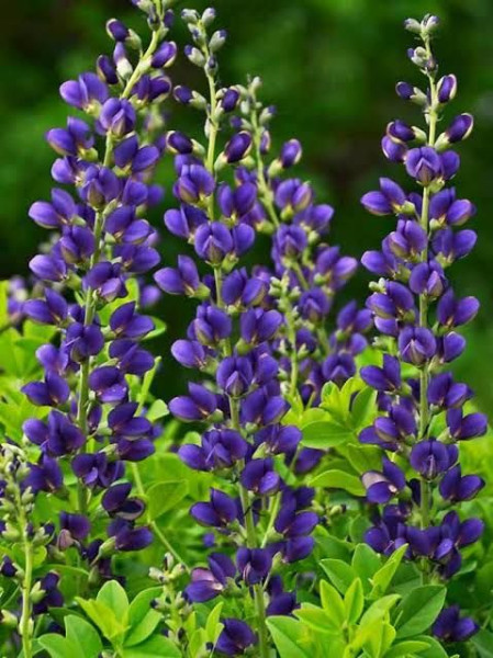 Indigó csillagfürt, Baptisia (3)