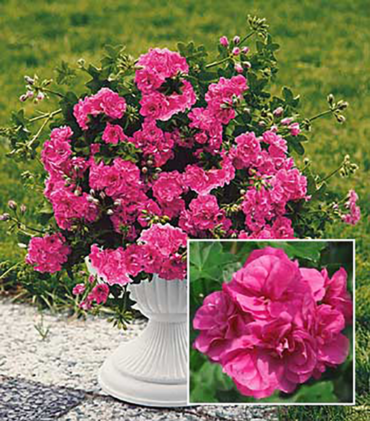 Pink félfutó muskátli