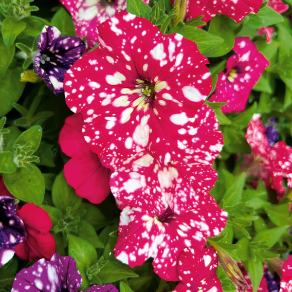 Petunia Ruby Red Sky (3)