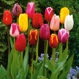 Hosszúszárú tulipán színkeverék 10 db