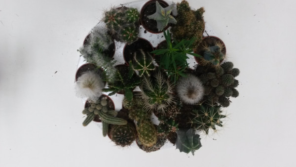 Mini kaktusz és pozsgás