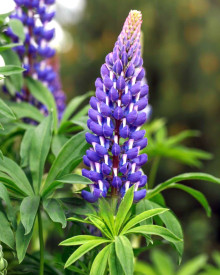 Kék csillagfürt, nagy cserepes