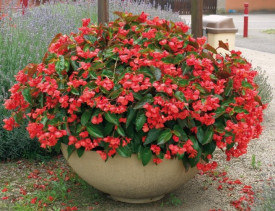 Sárkányszárny begónia piros (3)