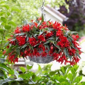 Balkon begónia piros (3)