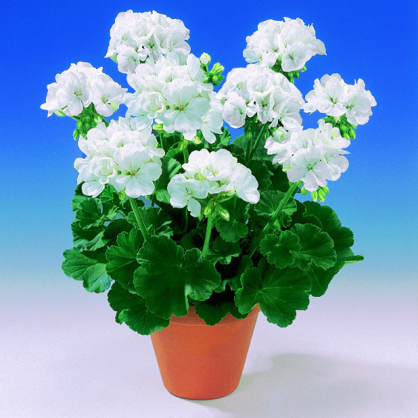 Fehér muskátli nagy cserepes