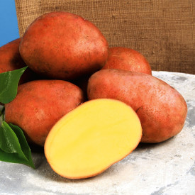 Rosara burgonya vetőgumó 2,5 kg