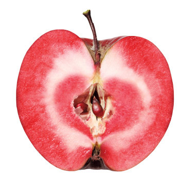 Redlove piros húsú téli alma