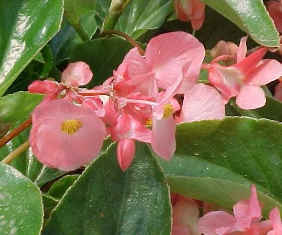 Sárkányszárny begónia rózsaszín