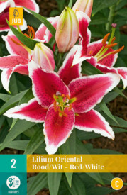 Piros-fehér liliom (2)