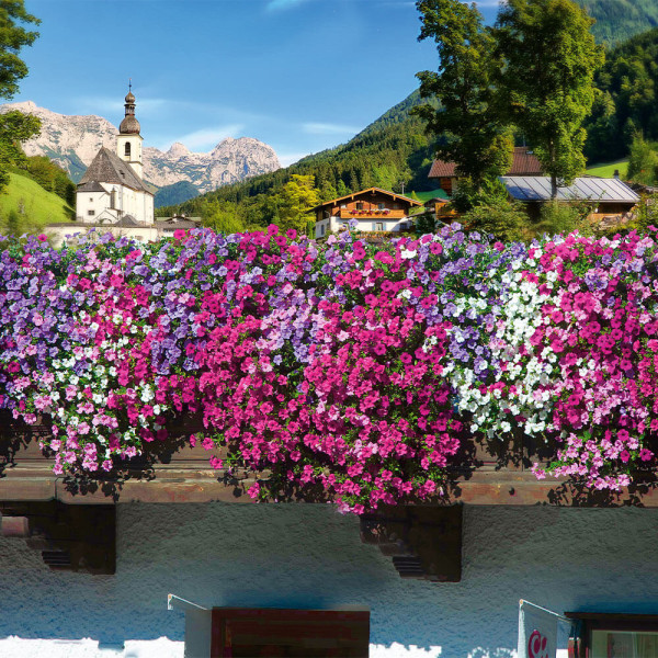 Alpetunia összeállítás 9 db
