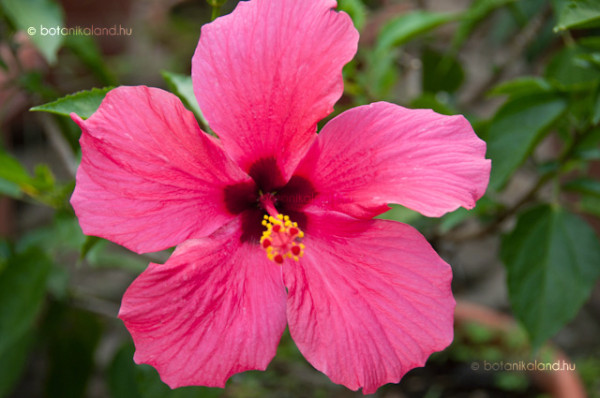 Törzses hibiszkusz sötétrózsaszín
