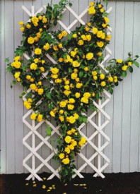 Royal Gold sárga futórózsa