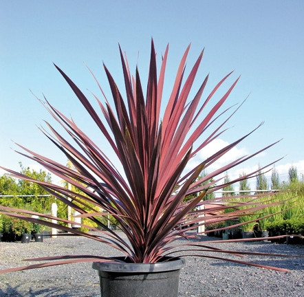 Bunkóliliom Red Star