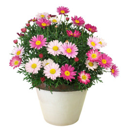 Pink Surprise margarétacserje (3)