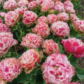 Tulipán Byron Bay