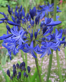 Fireworks, óriás szerelemvirág