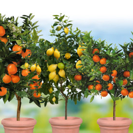 3 citrusfácska (Citrom, Mandarin,Narancs)