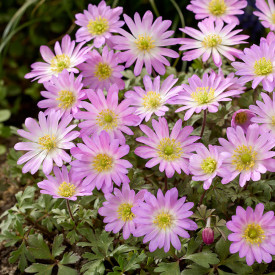 Pink Star szellőrózsa (10)