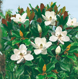 Nagyvirágú, örökzöld magnólia