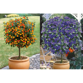 Sétányrózsa és kék enciánfa