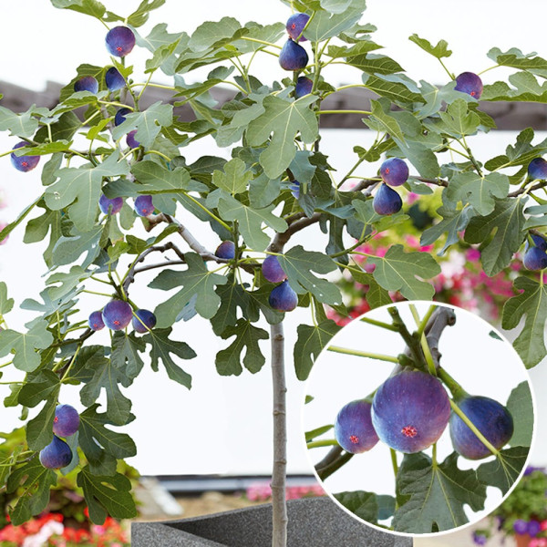 Törpe füge bokor Little Miss Figgy