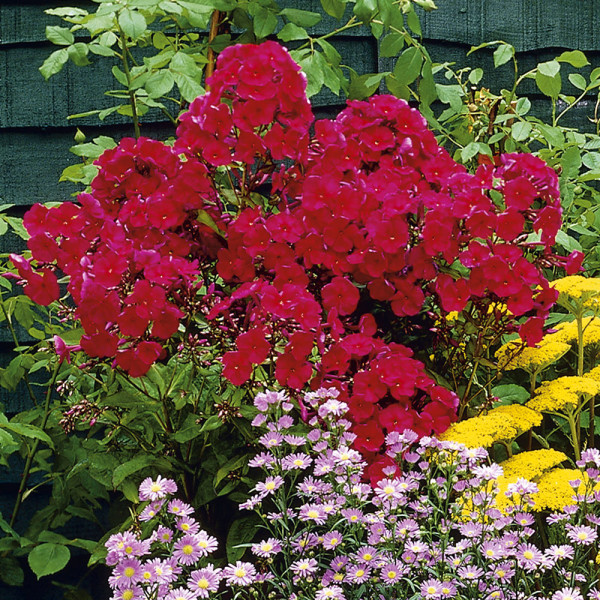 Bugás lángvirág piros, nagy cserepes