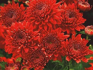 Késői Krizantém Feuerzauber (1)