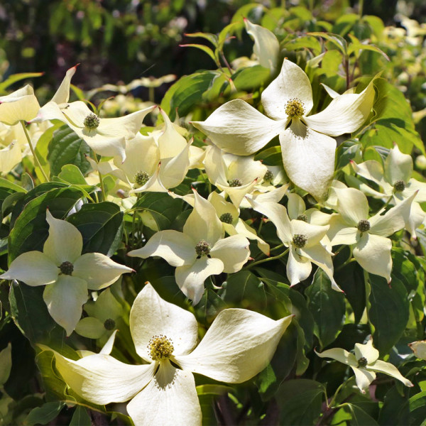 Flower Tower, Oszlopos csillagsom