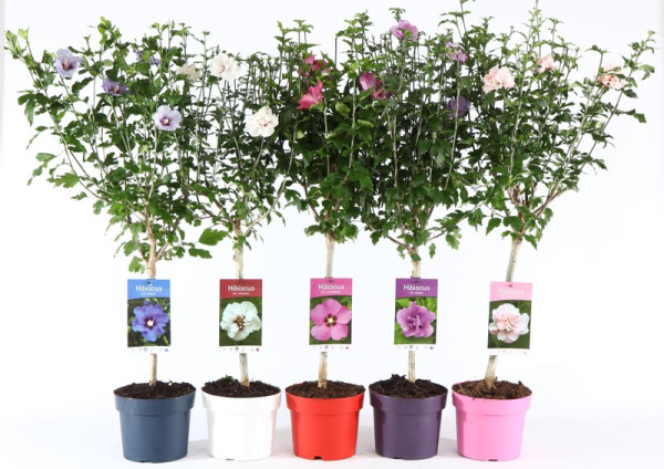 Törzses mályvacserje (hibiszkusz) különböző színekben