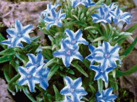 Alacsony kőmagcserje ' Blue Star'