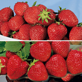 5 Elsanta, 5 Lambada