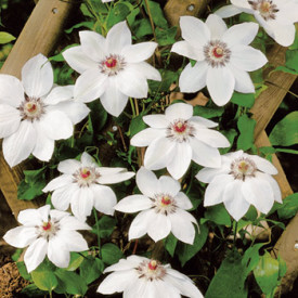 Klematisz Miss Bateman