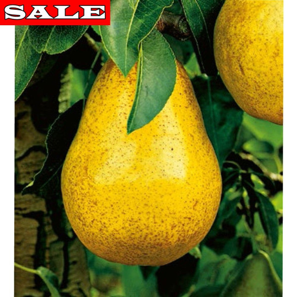 Vilmos körte gyökércsom.