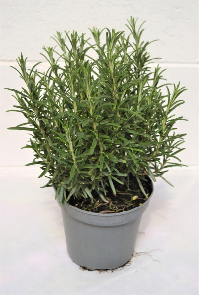 Rozmaring fűszernövény