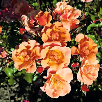 Talajtakaró Jazz rózsa